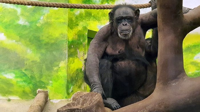 Liberec Zoo Schimpanse