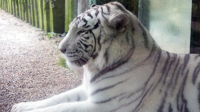 Liberec Zoo Weißer Tiger