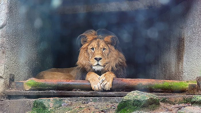Liberec Zoo Berberlöwe