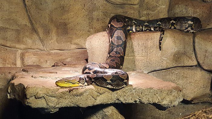 Liberec Zoo Netzpython