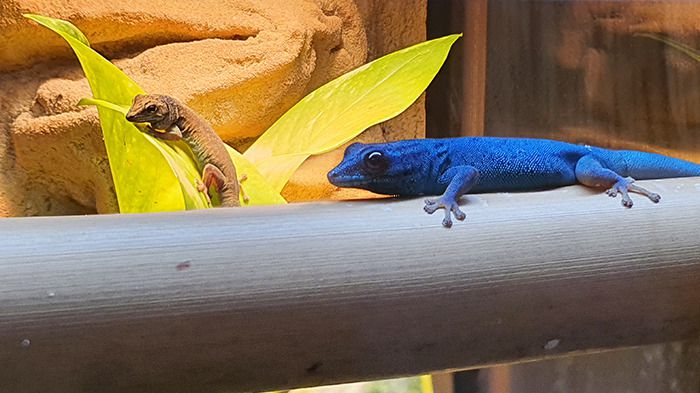Liberec Zoo Geckos