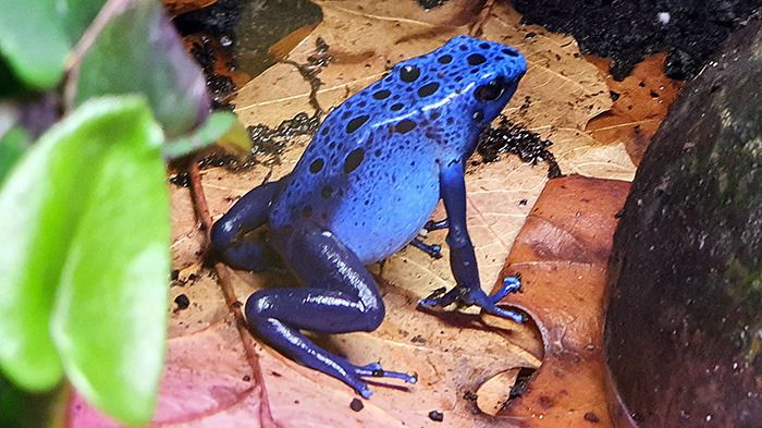 Liberec Zoo Blauer Pfeilgiftfrosch