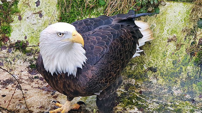 Liberec Zoo Weißkopfseeadler