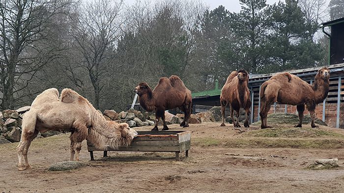 Liberec Zoo Haustrampeltiere