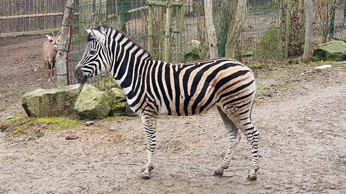 Liberec Zoo Chapman-Zebra