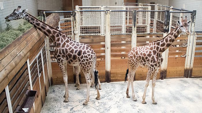 Liberec Zoo Rothschild-Giraffen