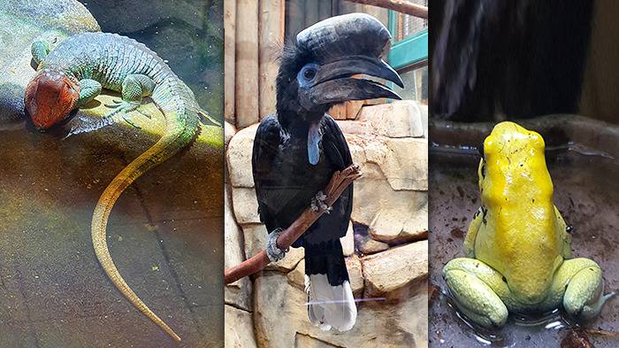 Liberec Zoo Krokodilteju, Schwarzhelm-Hornvogel, schrecklicher Pfeilgiftfrosch