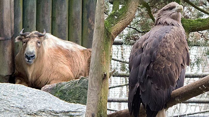 Liberec Zoo Goldtakin, Seeadler