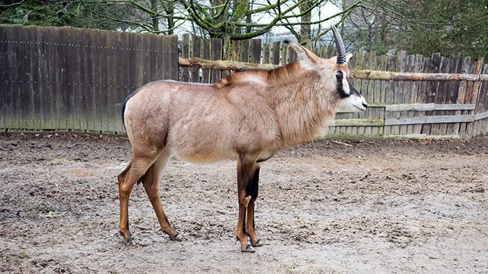 Liberec Zoo  Pferdeantilope