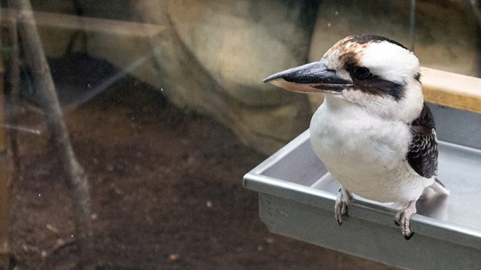 Liberec Zoo Jägerliest