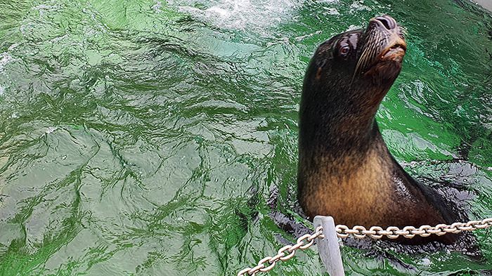 Liberec Zoo Mähnenrobbe