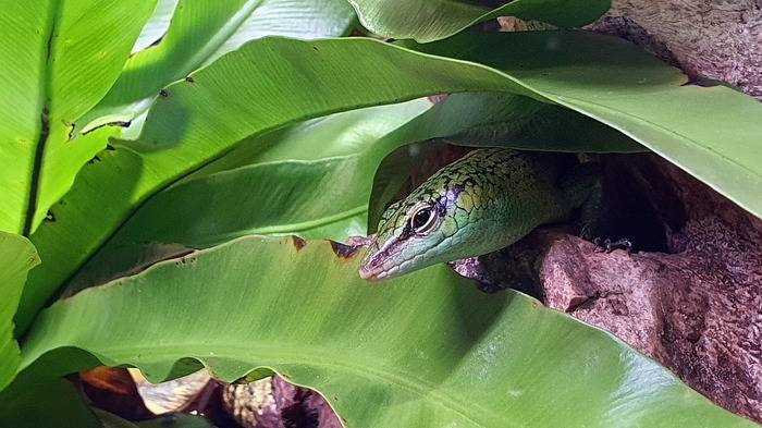 Liberec Zoo Smaragdskink