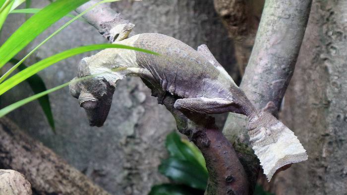 Liberec Zoo Henkels Plattschwanzgecko