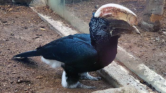 Liberec Zoo Silberwangen-Hornvogel