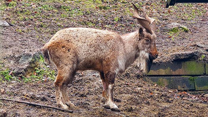 Liberec Zoo Schraubenziege