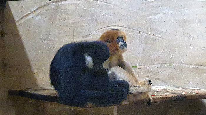 Liberec Zoo Nördliche Weißwangen-Schopfgibbons