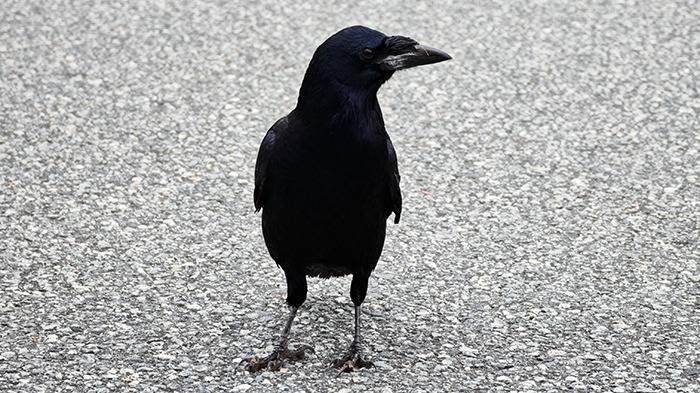 schwarzer Vogel auf Parkplatz